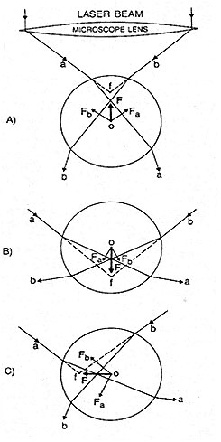 Image of Optical Trapping